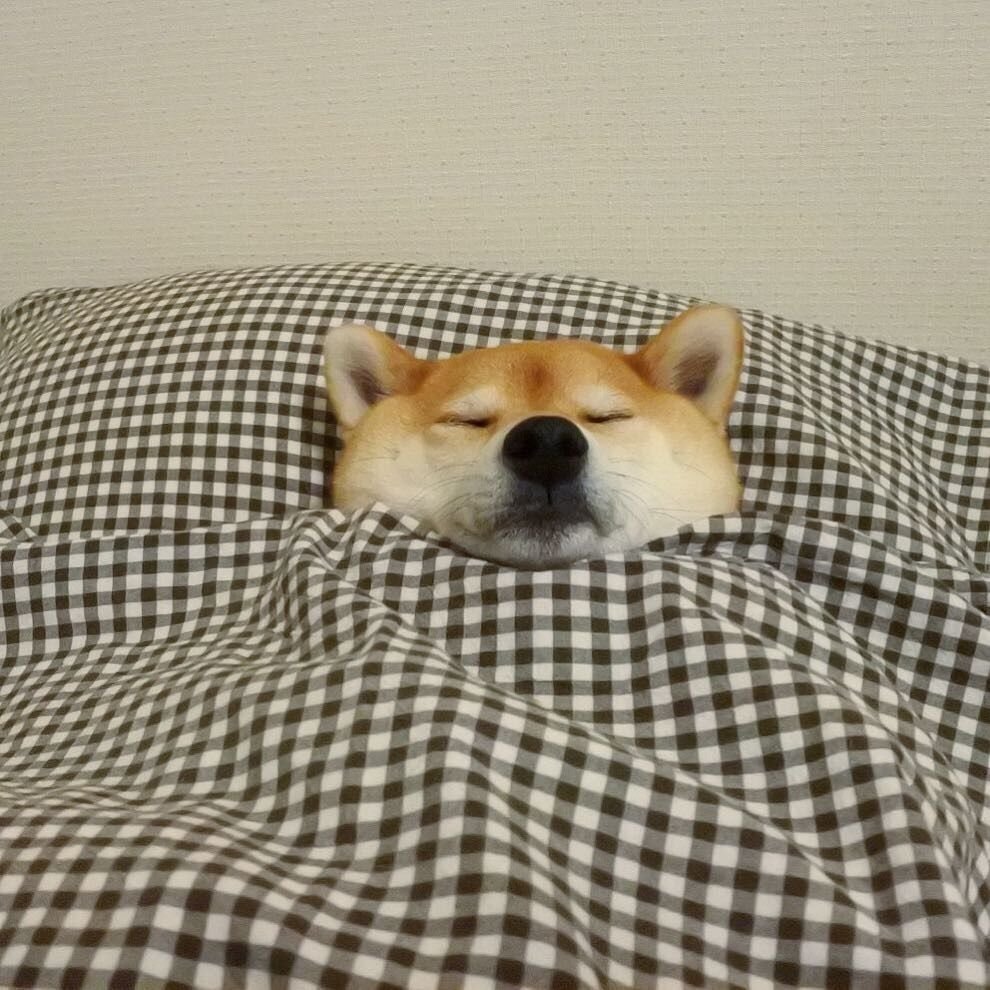 Корги и чихуахуа