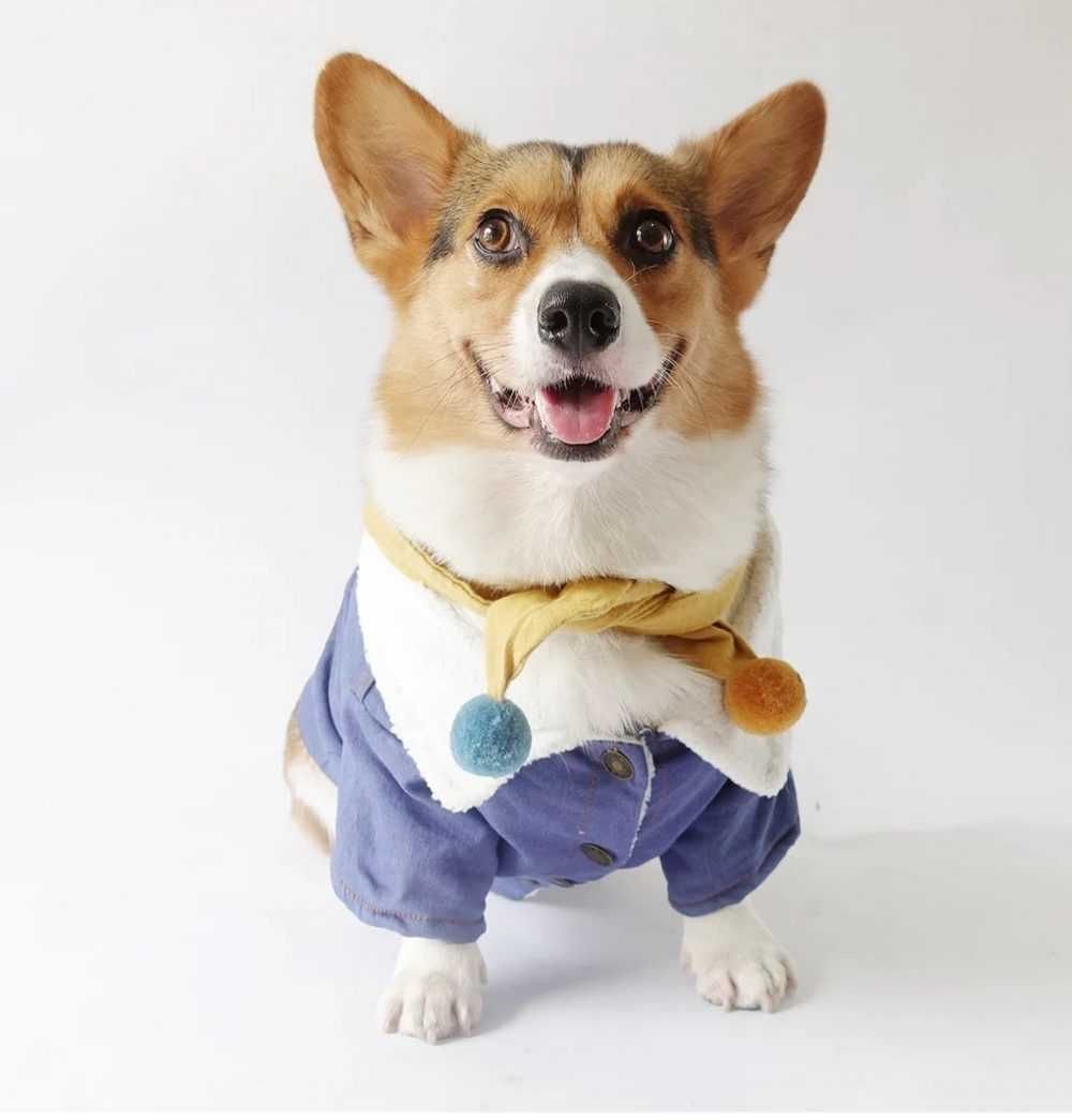 Вельш корги терьер