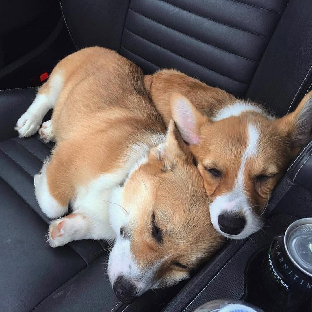 Добрый корги