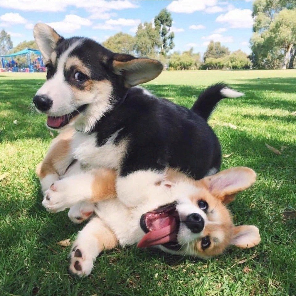 Вельш корги пемброк и хаски