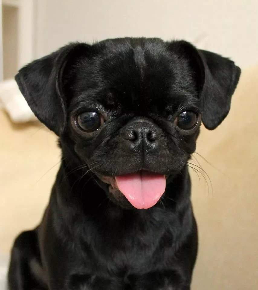 Королевский Мопс черный