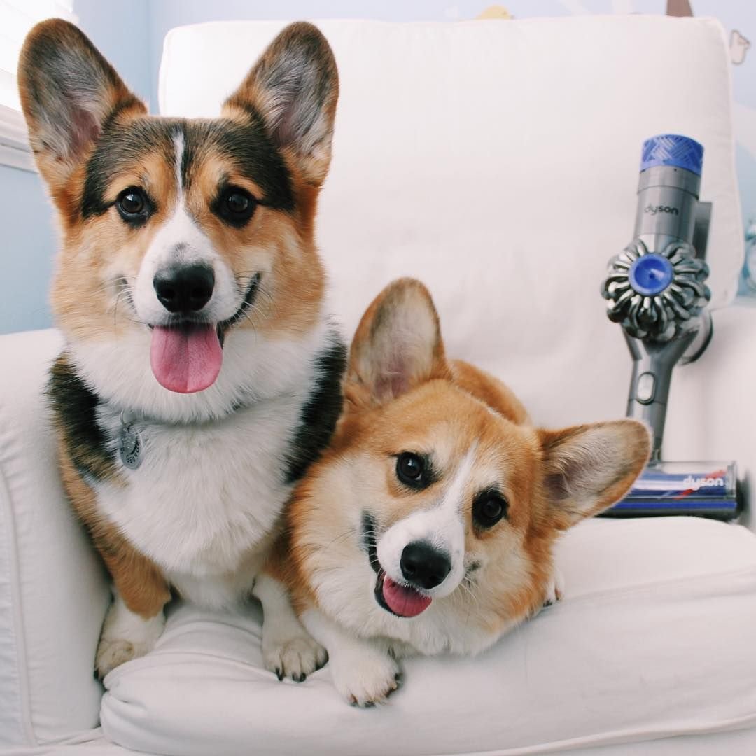 Корги Пуппи