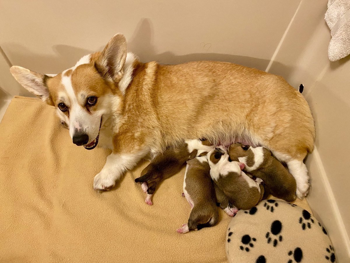 Вельш корги Новорожденные щенки