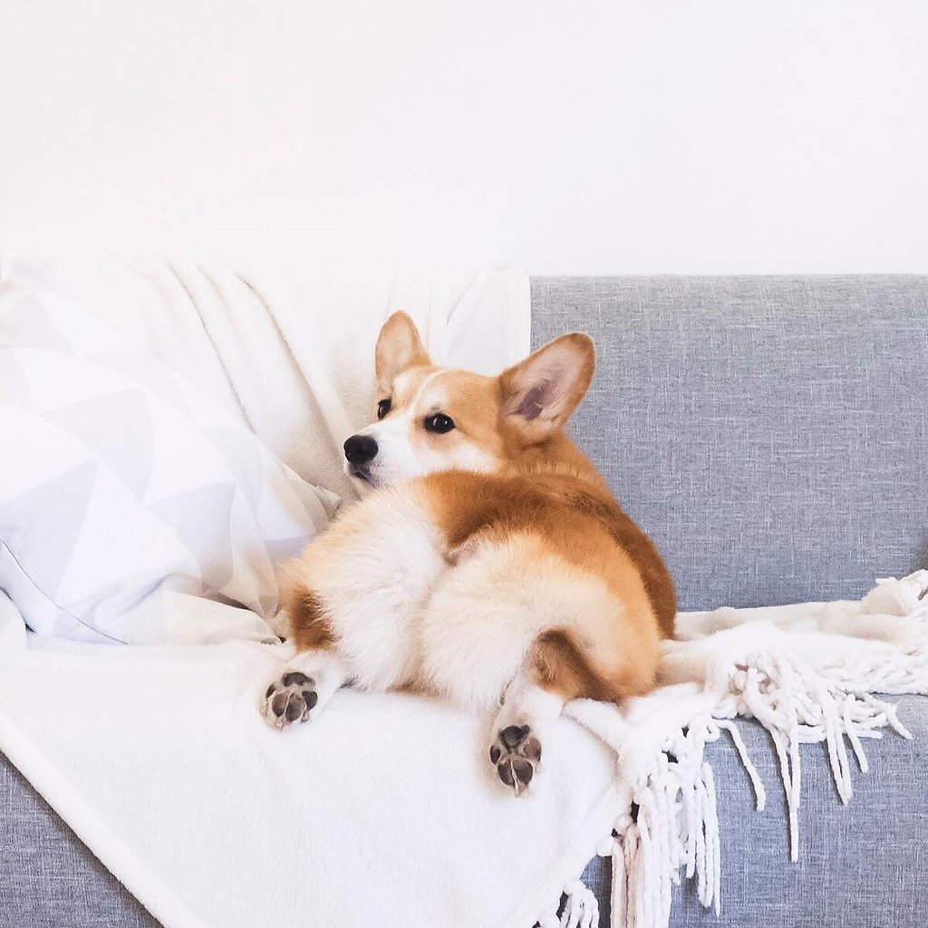 Помесь корги и таксы