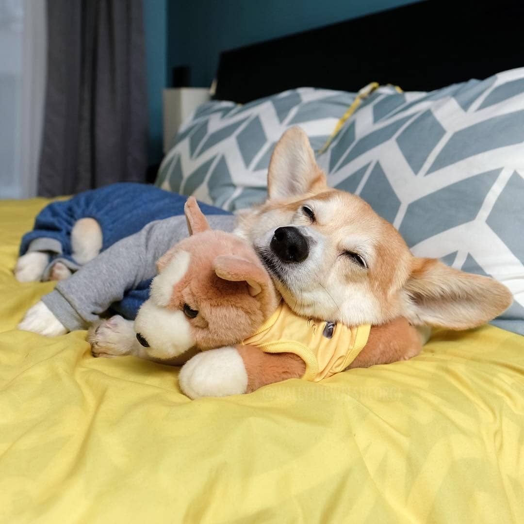 Корги в БМВ