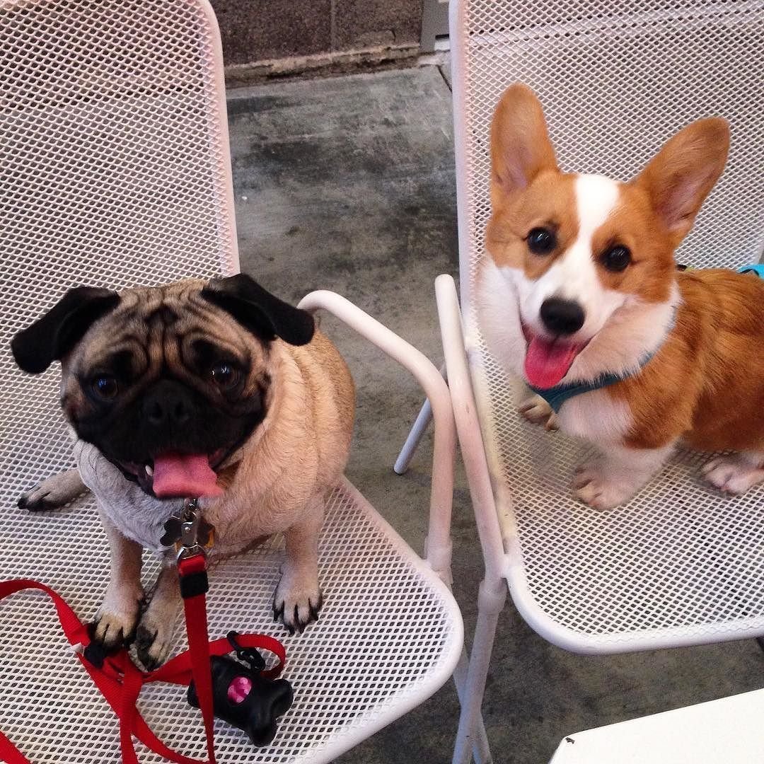 Метис корги и бульдога