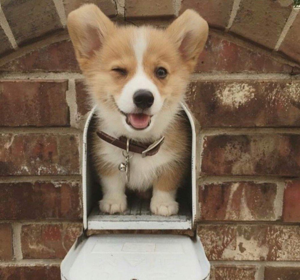 Корги няшный