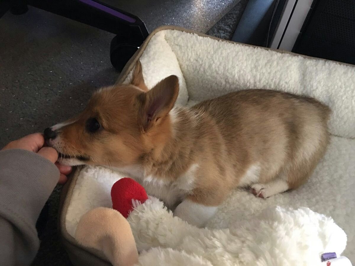 Прикольные корги