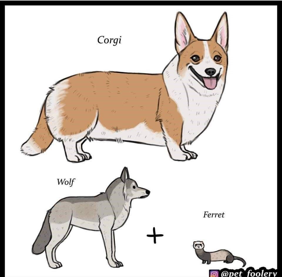 Гибрид корги и волка