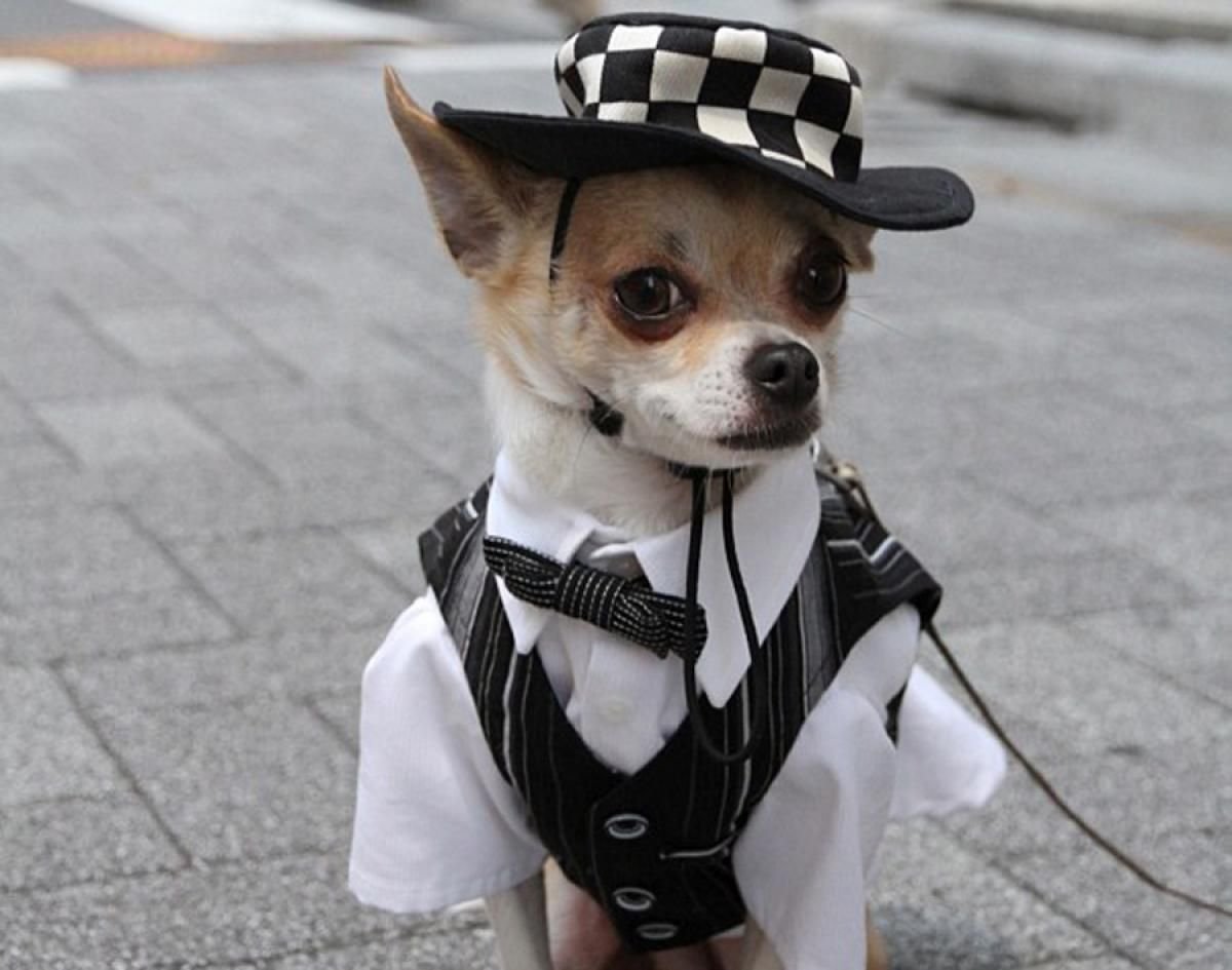 Корги Фанни