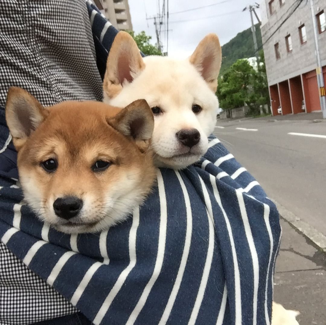 Корги и чихуахуа