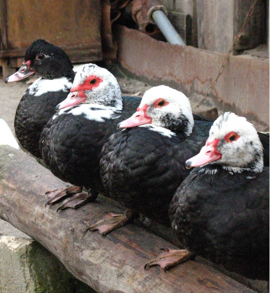 Индоутка барбарийская утка