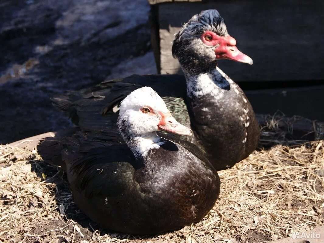 Мускусная белая индоутка