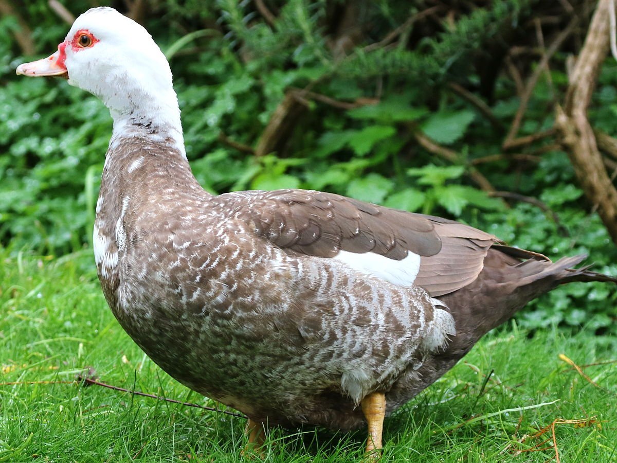 Мускусная утка черно белая