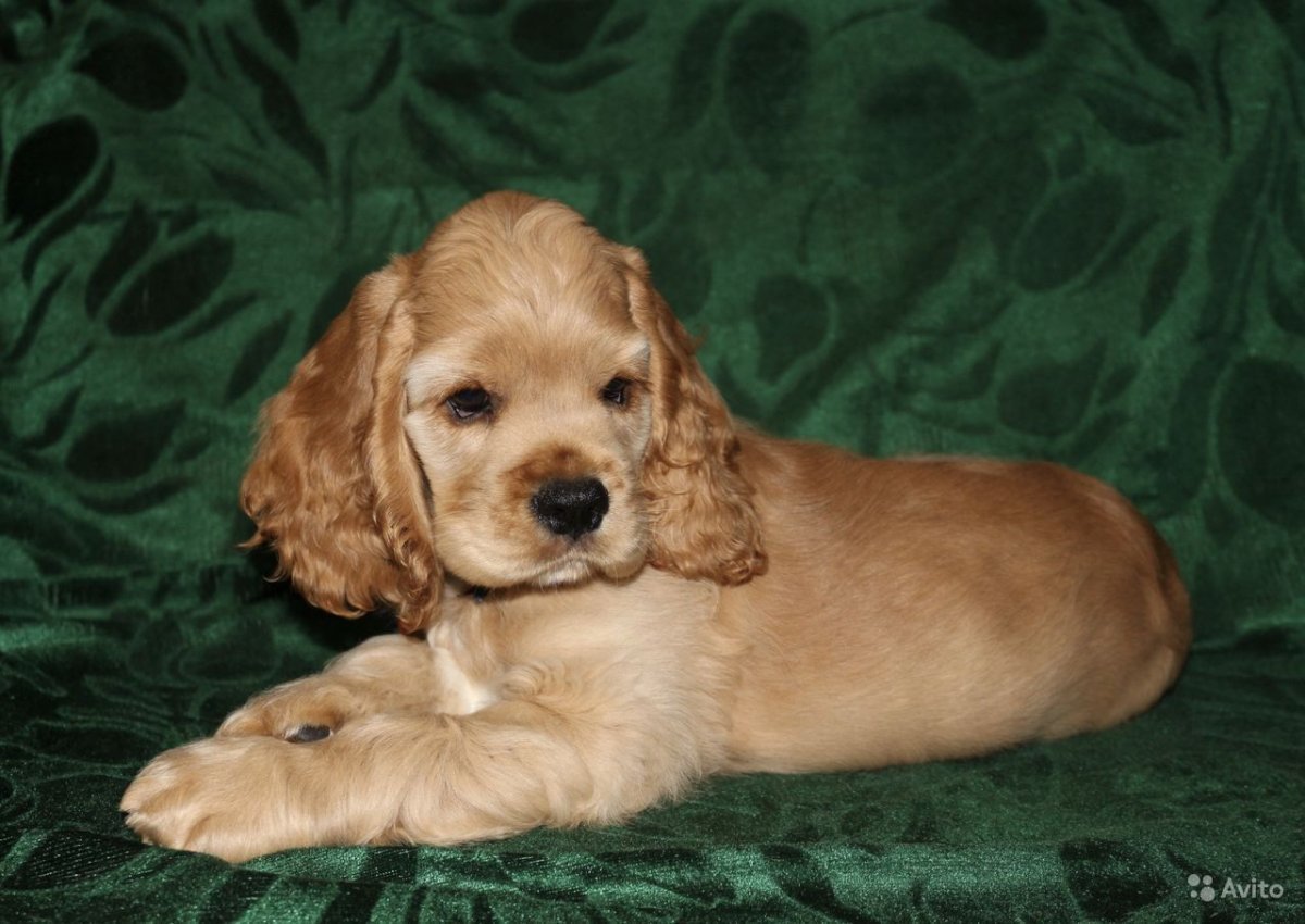 Кокер Чарльз Кинг