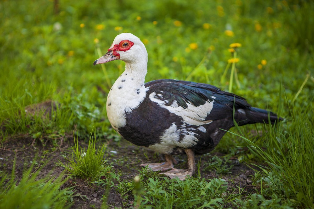Подсадные индоутки мускусные утки