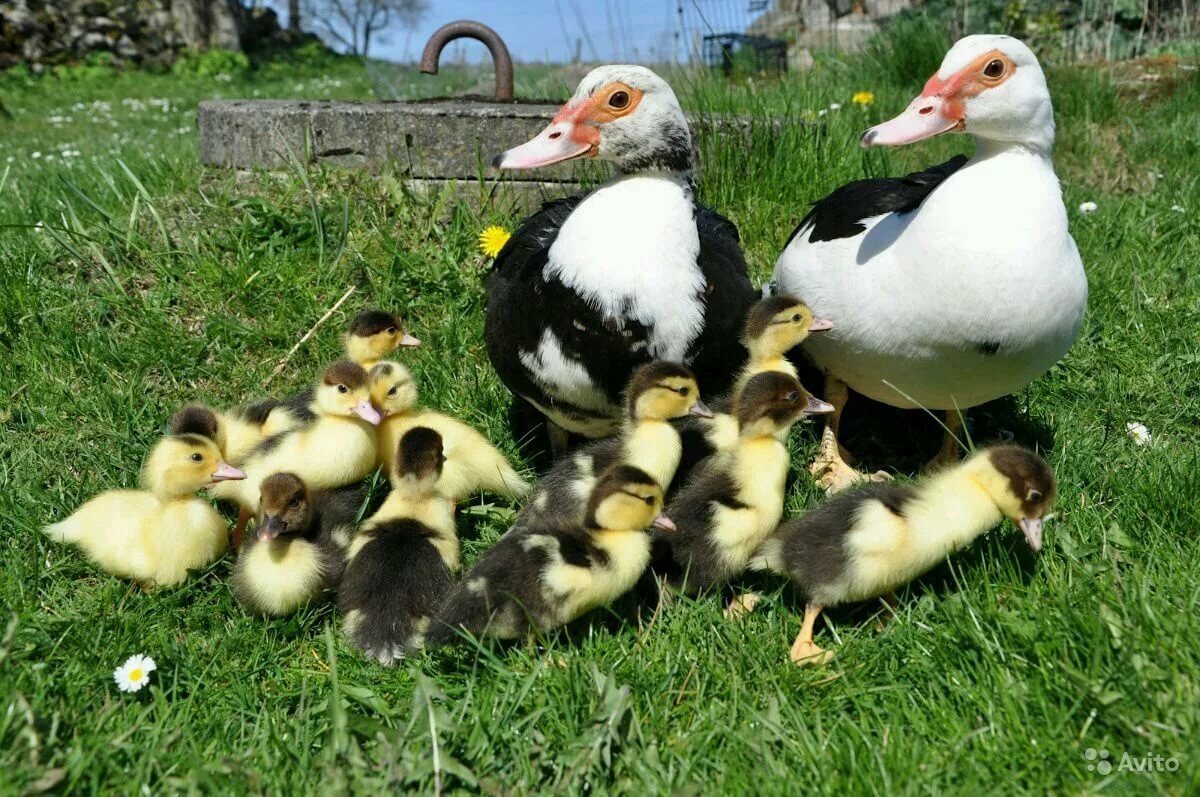 Индоутка белая