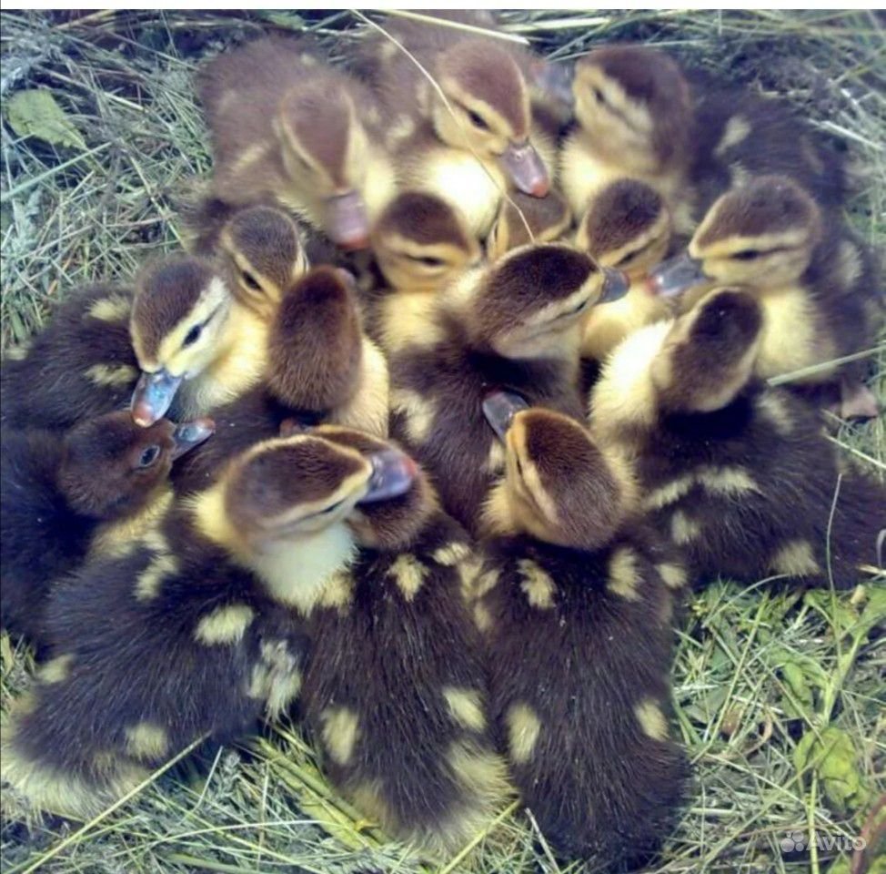 Индоутка зеленая