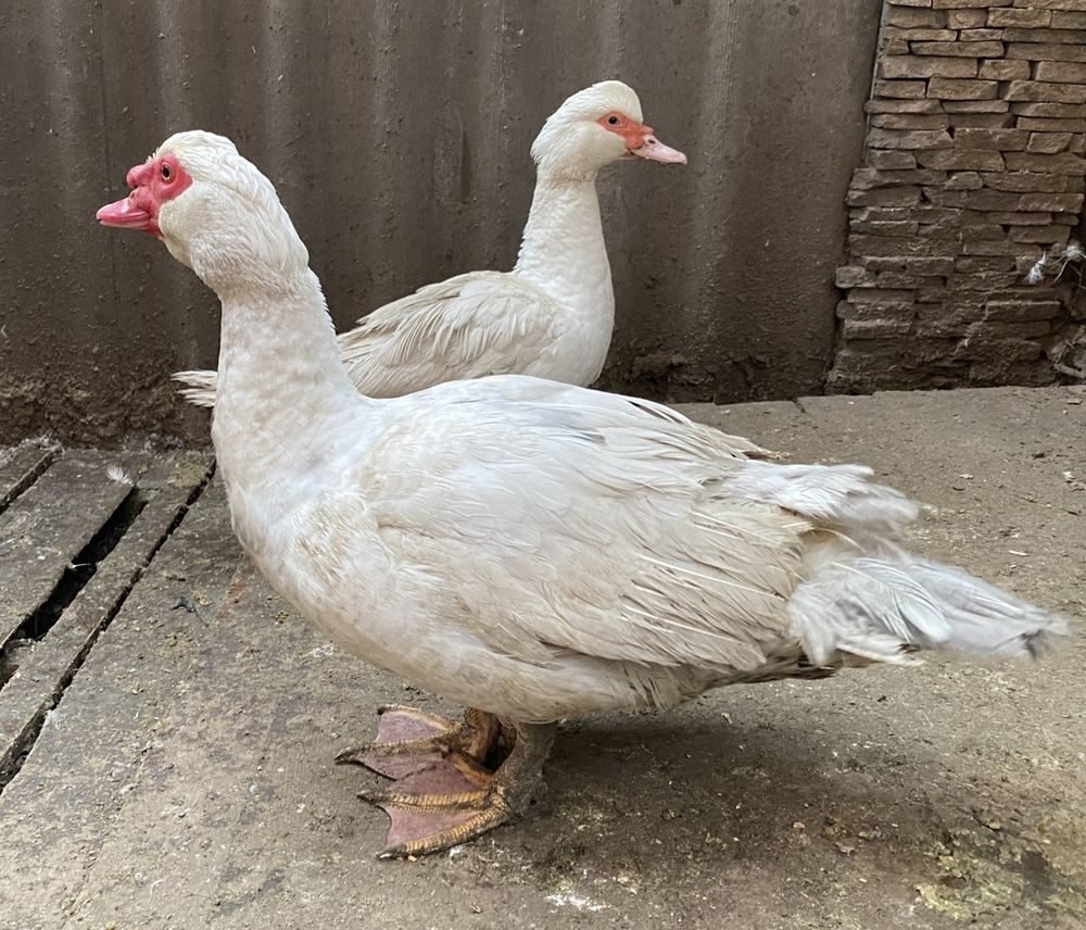 Уксусная утка