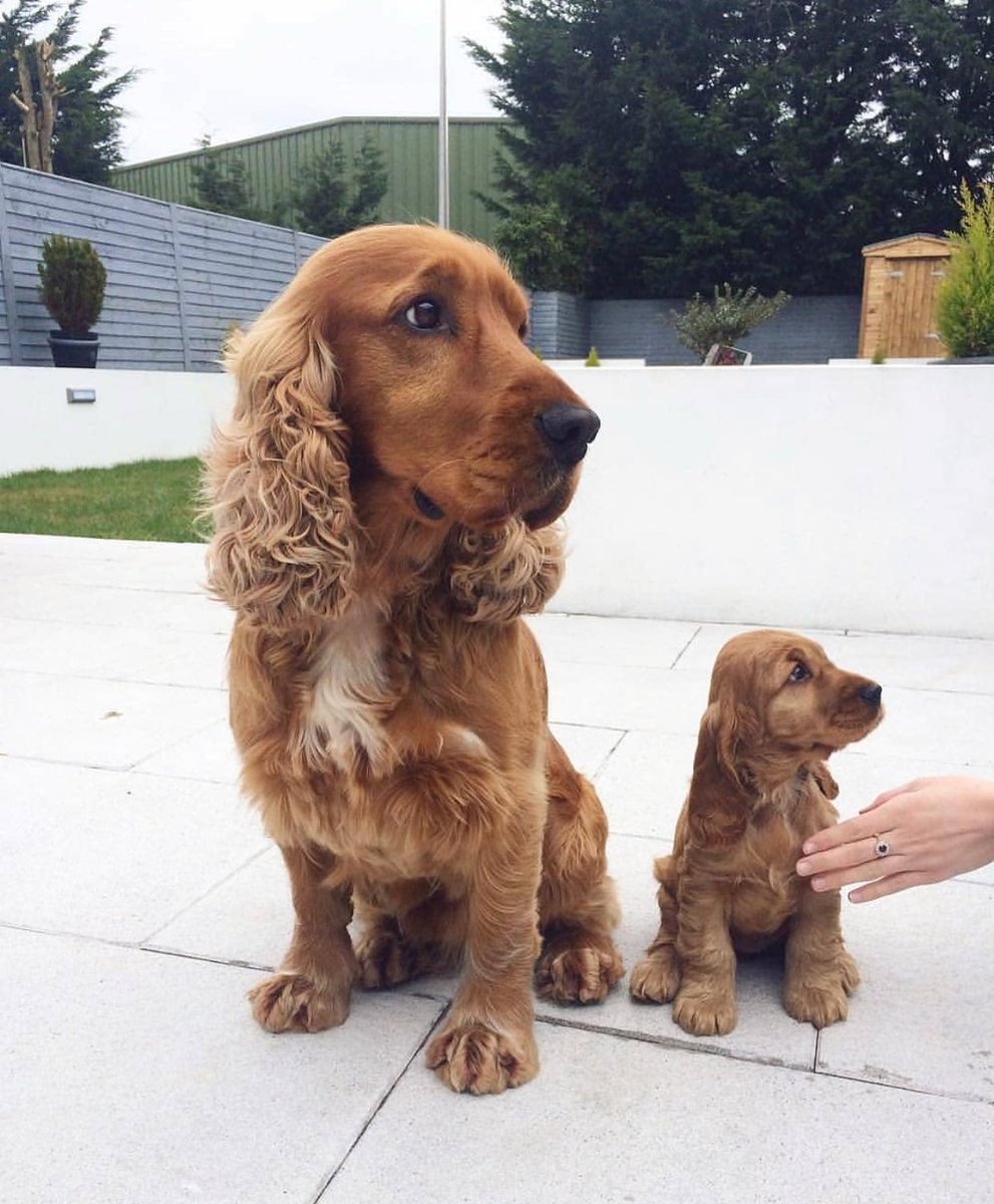 Доза умиления