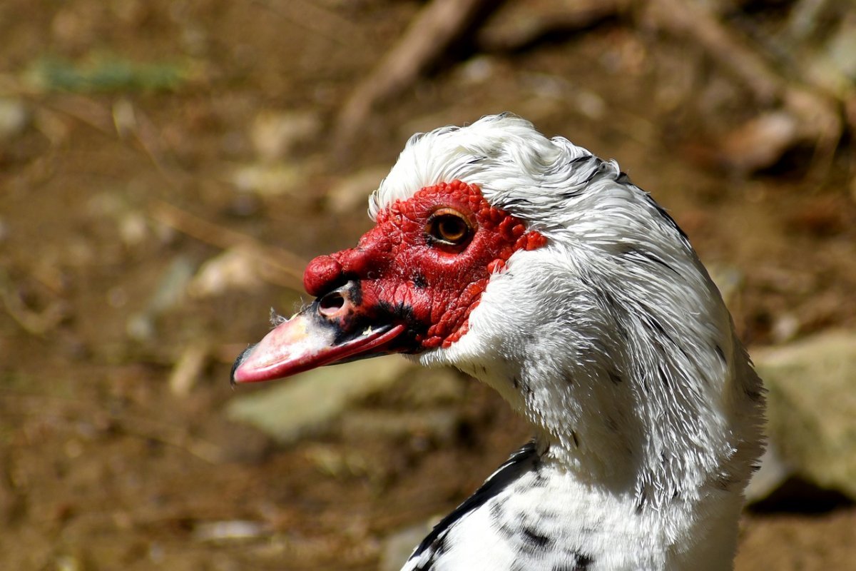 Пекинская индоутка
