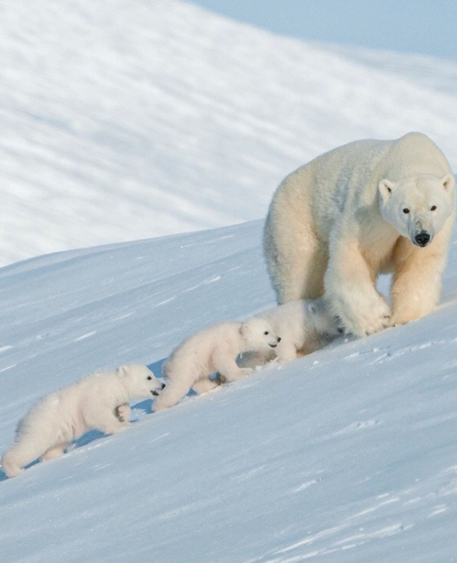 Скорость бега белого медведя. Белый медведь Ursus maritimus. Белый медведь с медвежатами. Полярный Медвежонок. Арктический медведь.