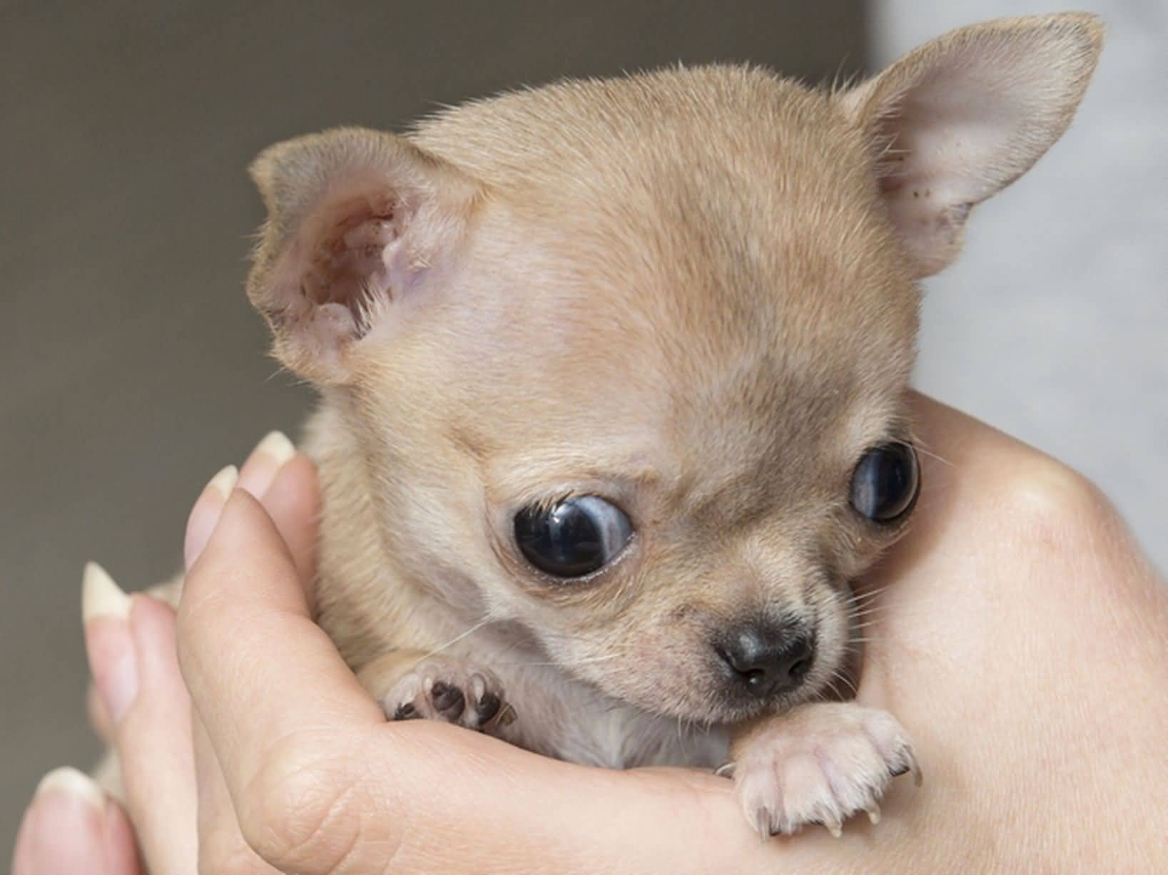Название породы самой маленькой собаки