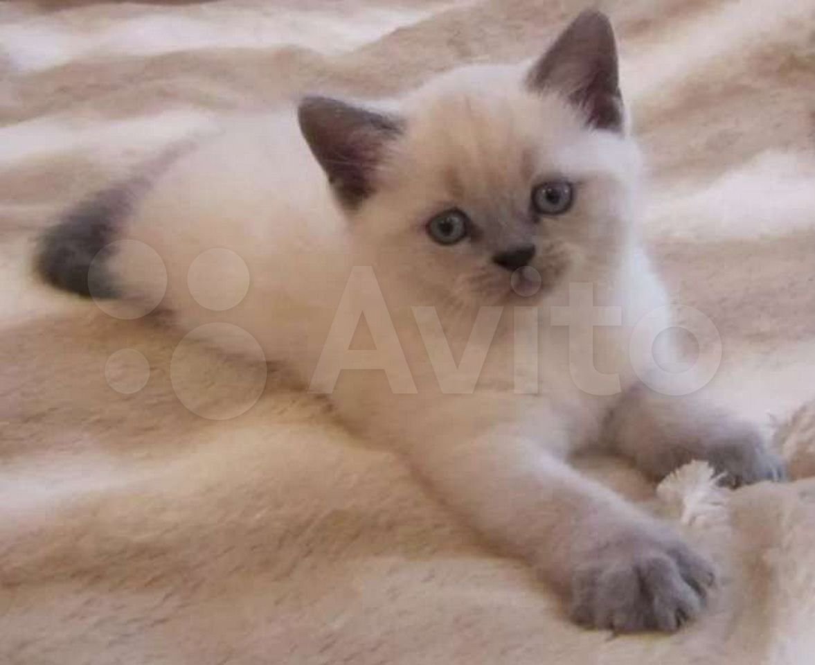 Котята британцы Блю поинт