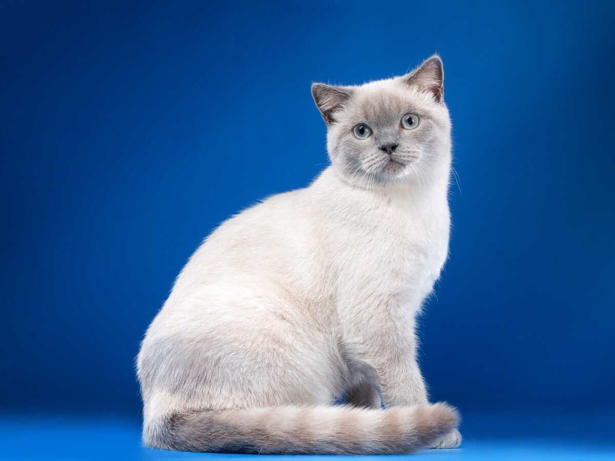 Колор-Пойнт кошка британка