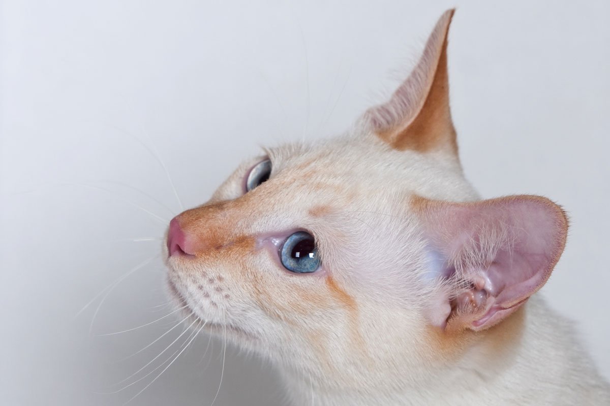 Флейм поинт сиамский котенок