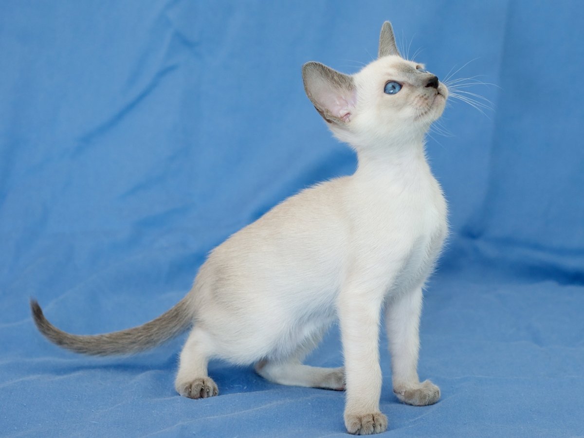 Сиамский колор Пойнт сфинкс