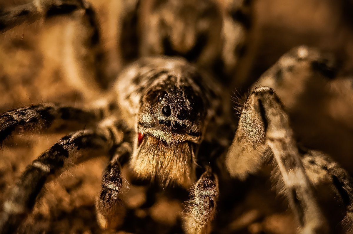 Волгоградский паук Тарантул