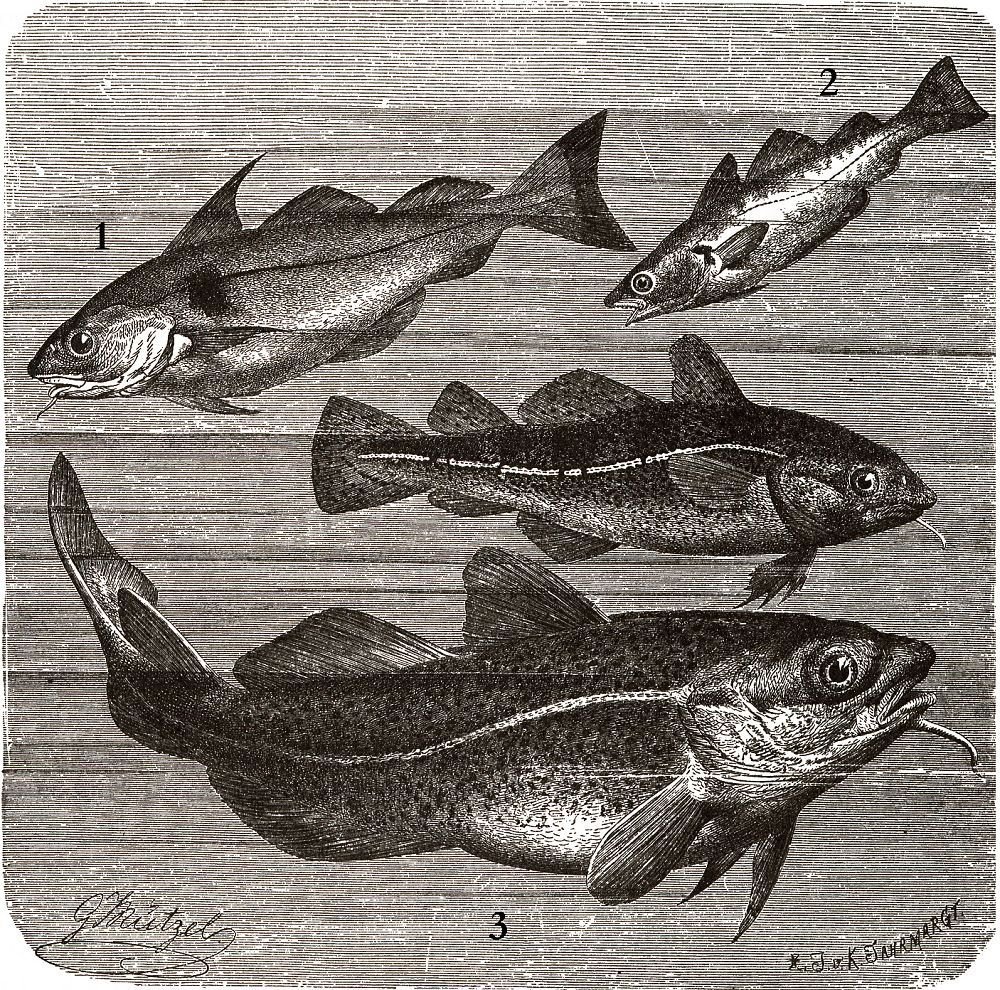 Пикша (Melanogrammus aeglefinus)