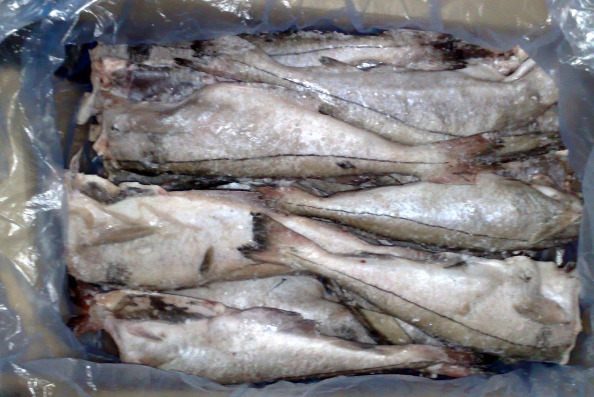 Полярная тресочка рыба