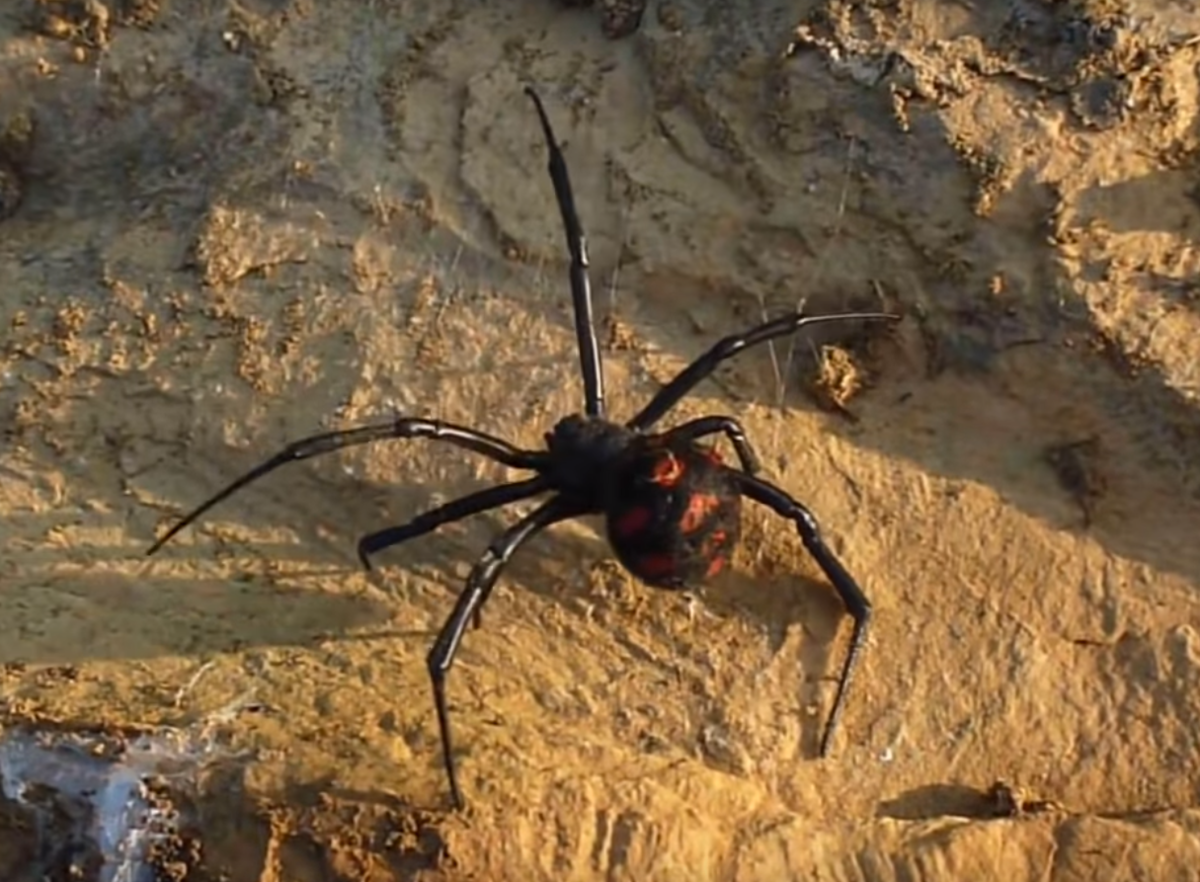 Ядовитые пауки Пензенской области