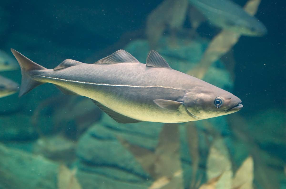 Сайда ПБГ что это