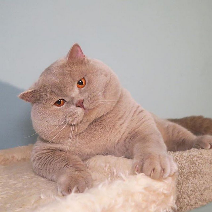 Британская кремовая кошка - 73 фото