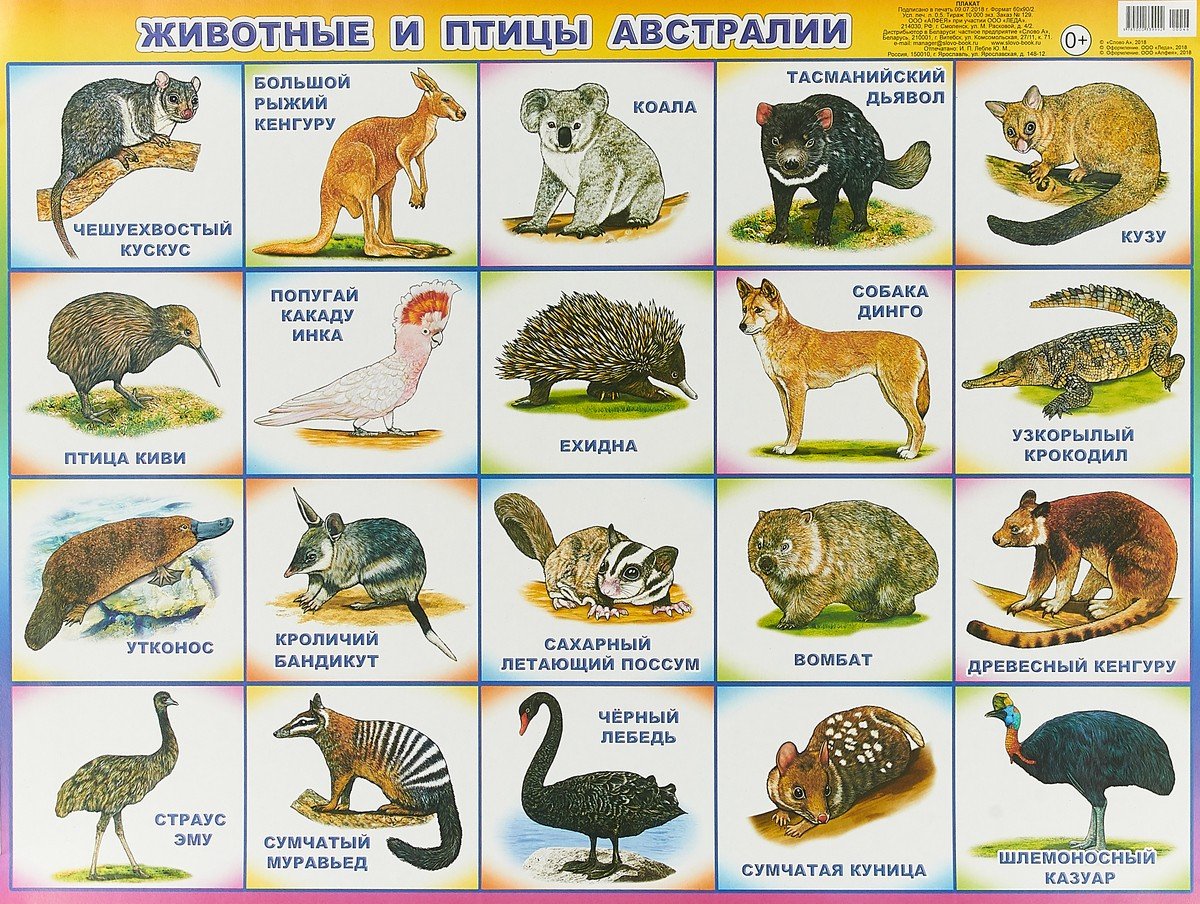 Несколько животных на одной картинке