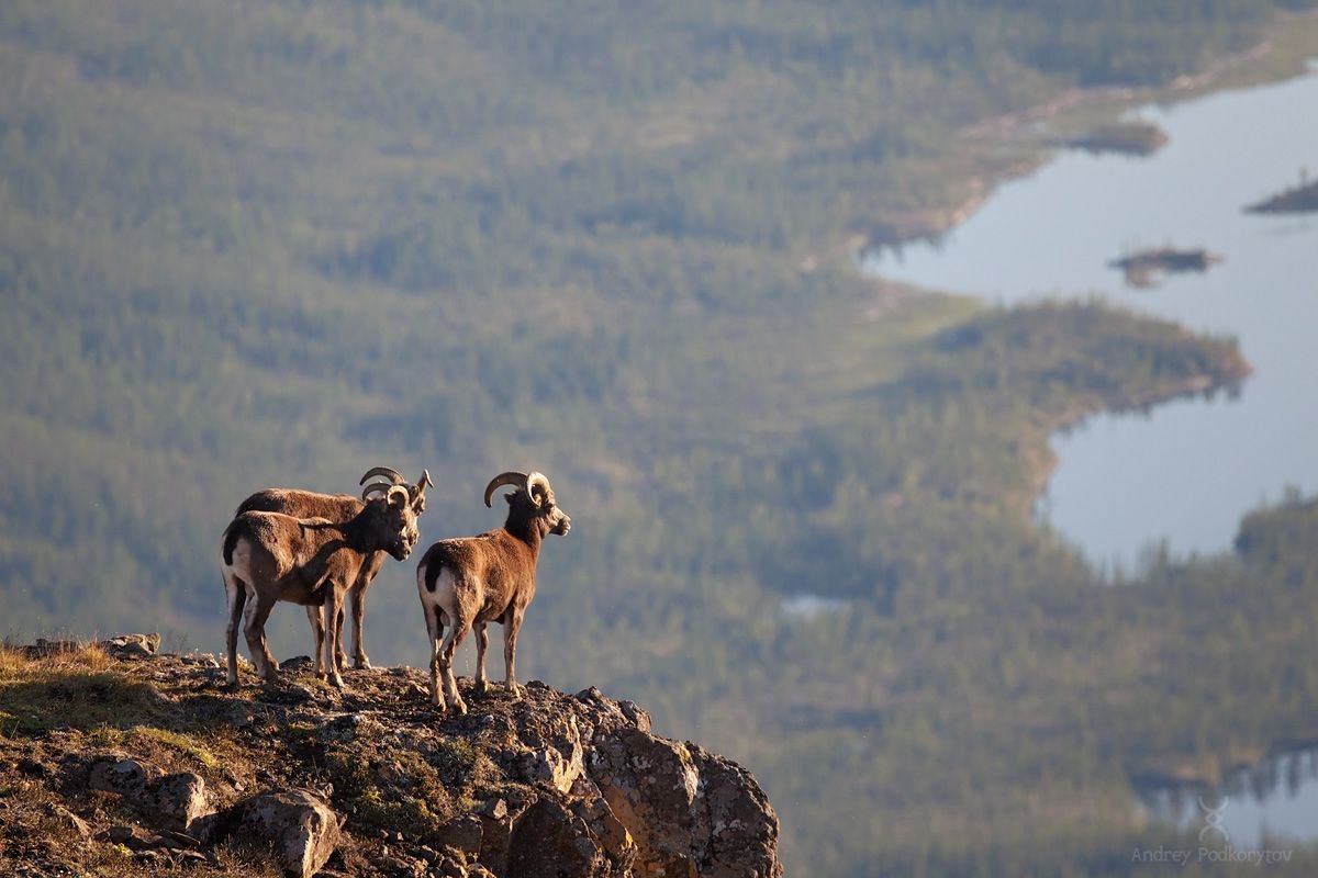 Северный олень плато Путорана
