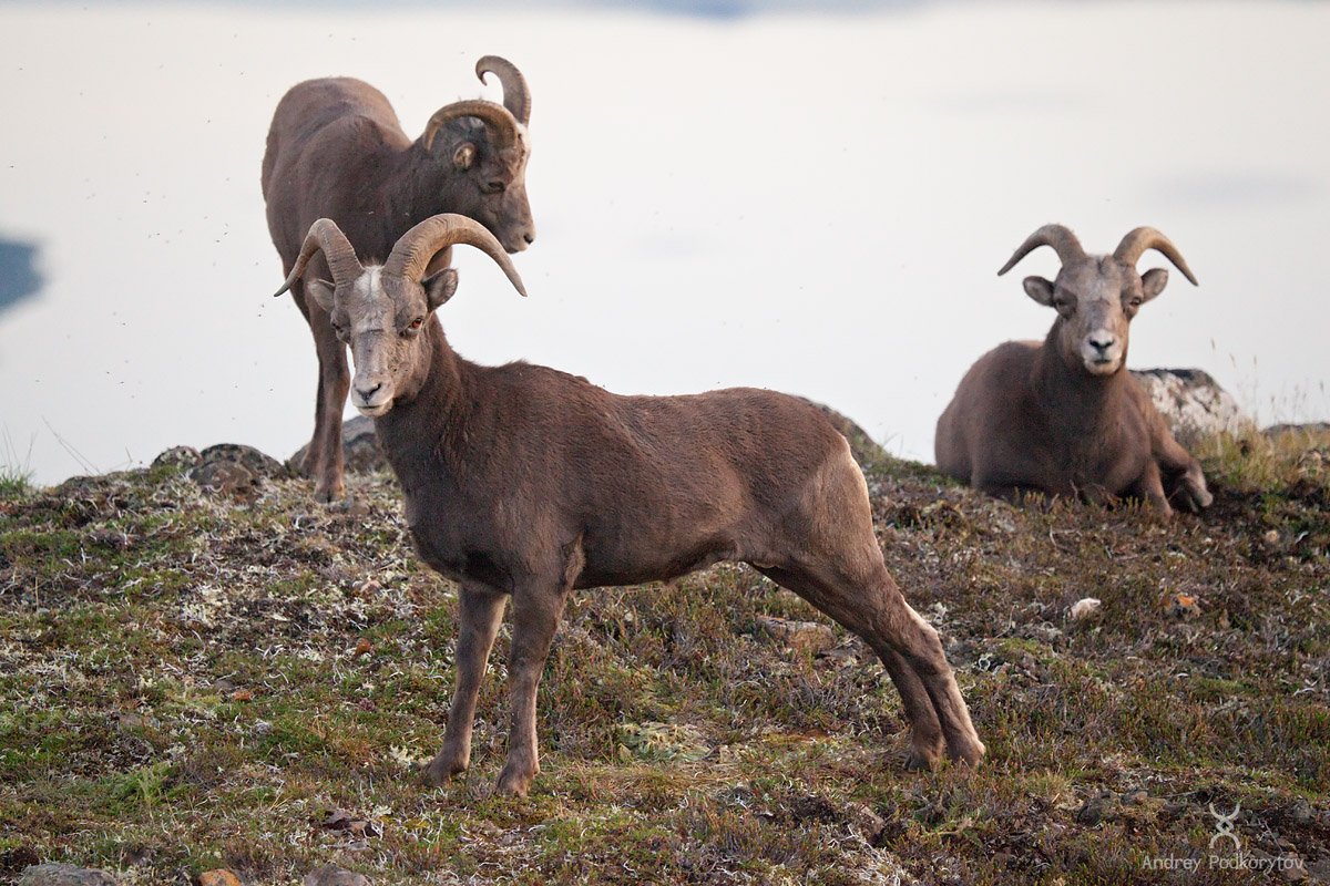 Плато Путорана фауна