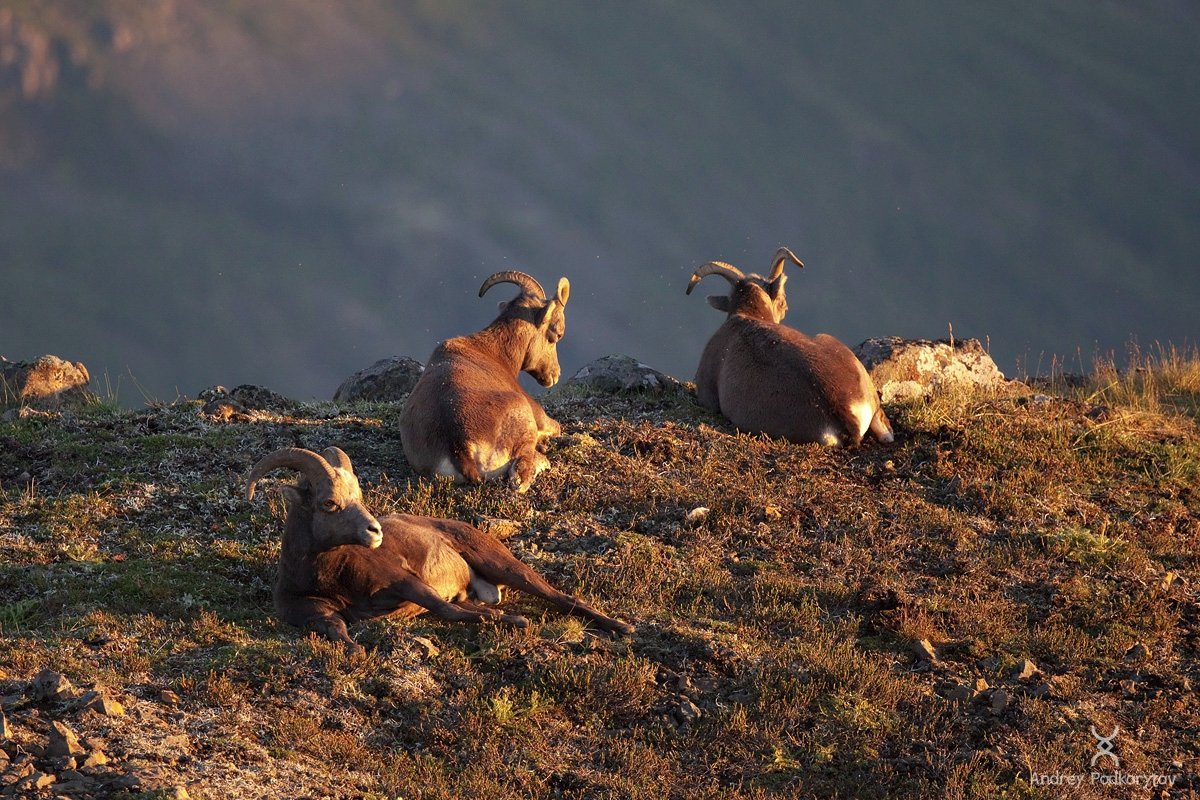 Плато Путорана фауна
