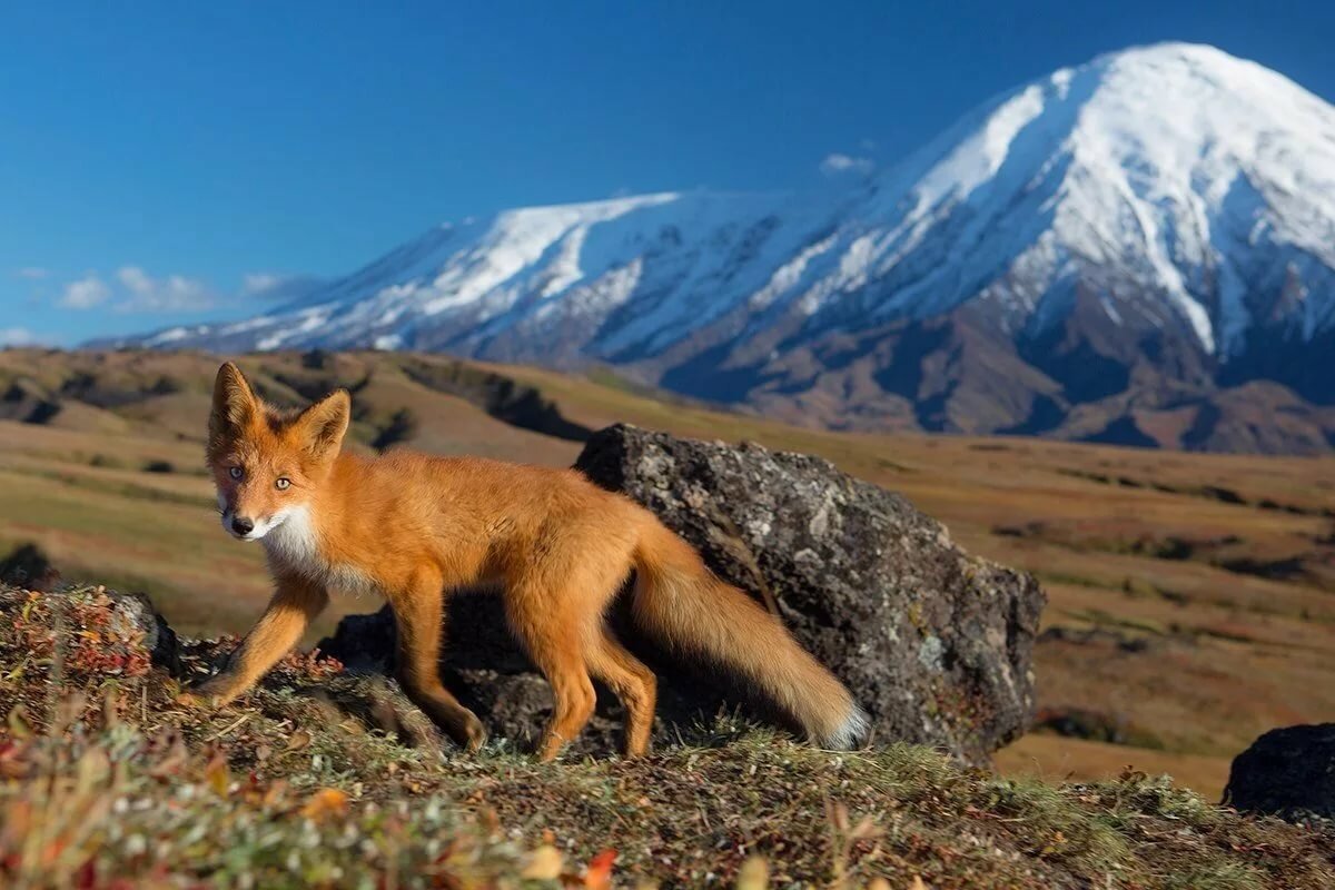 Снежный баран Чубук