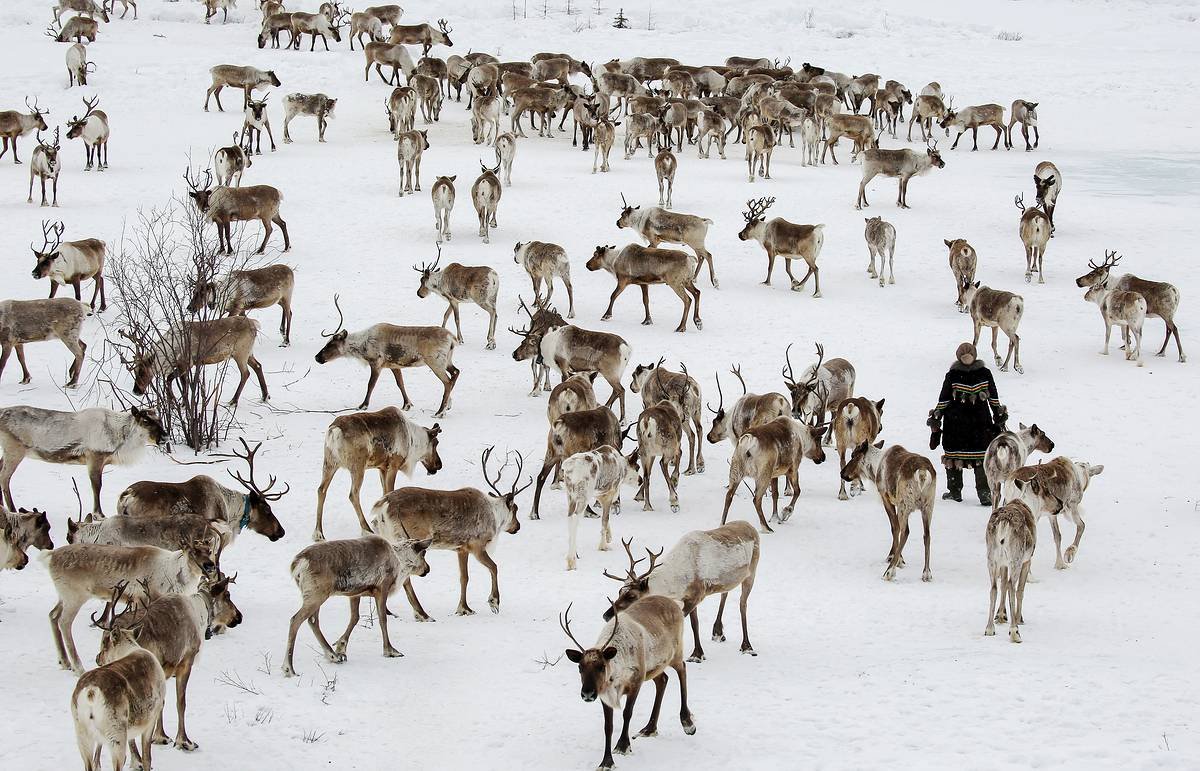 Маралы горный Алтай