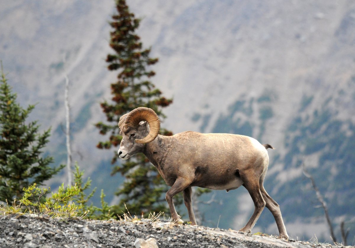 Плато Путорана Флора и фауна