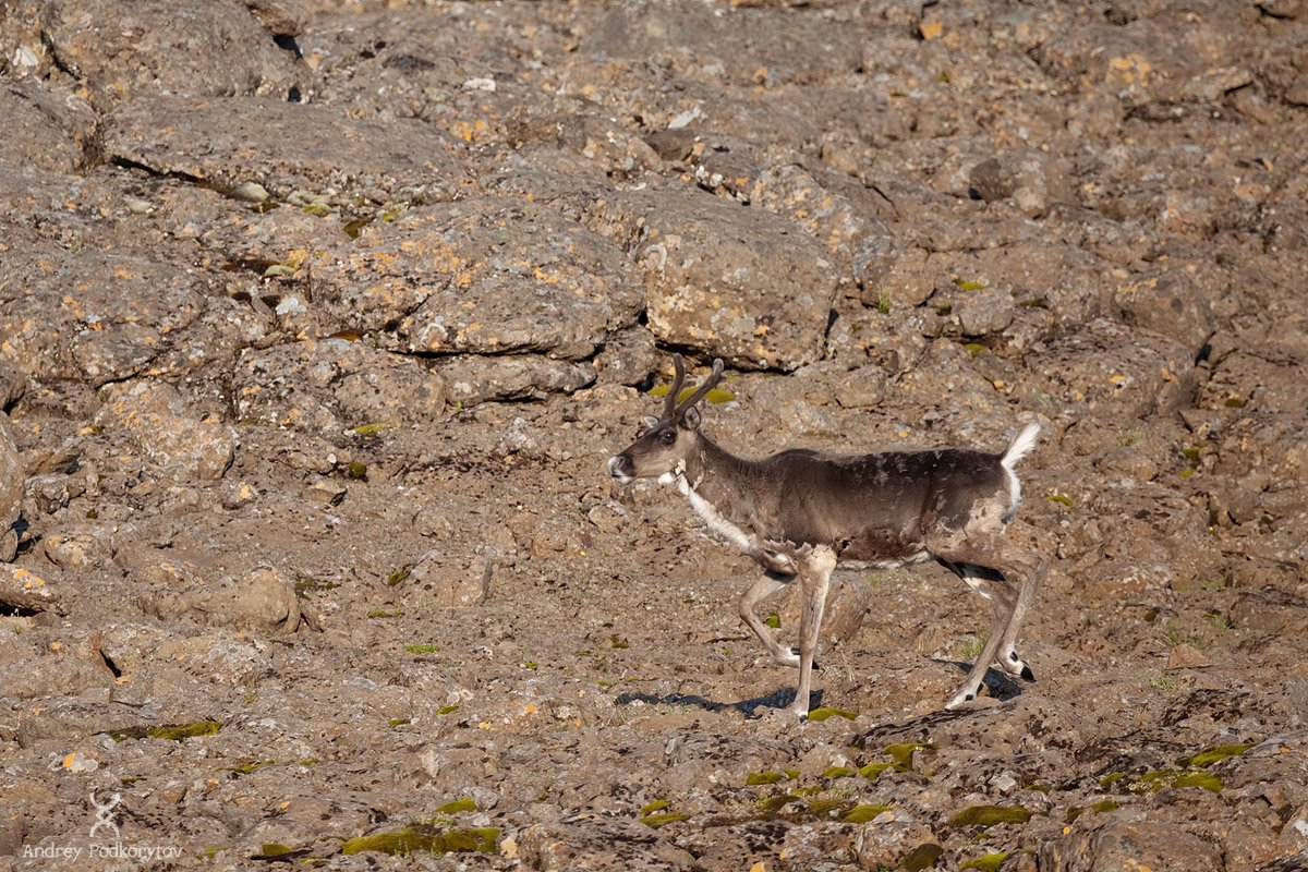 Плато Путорана медведи