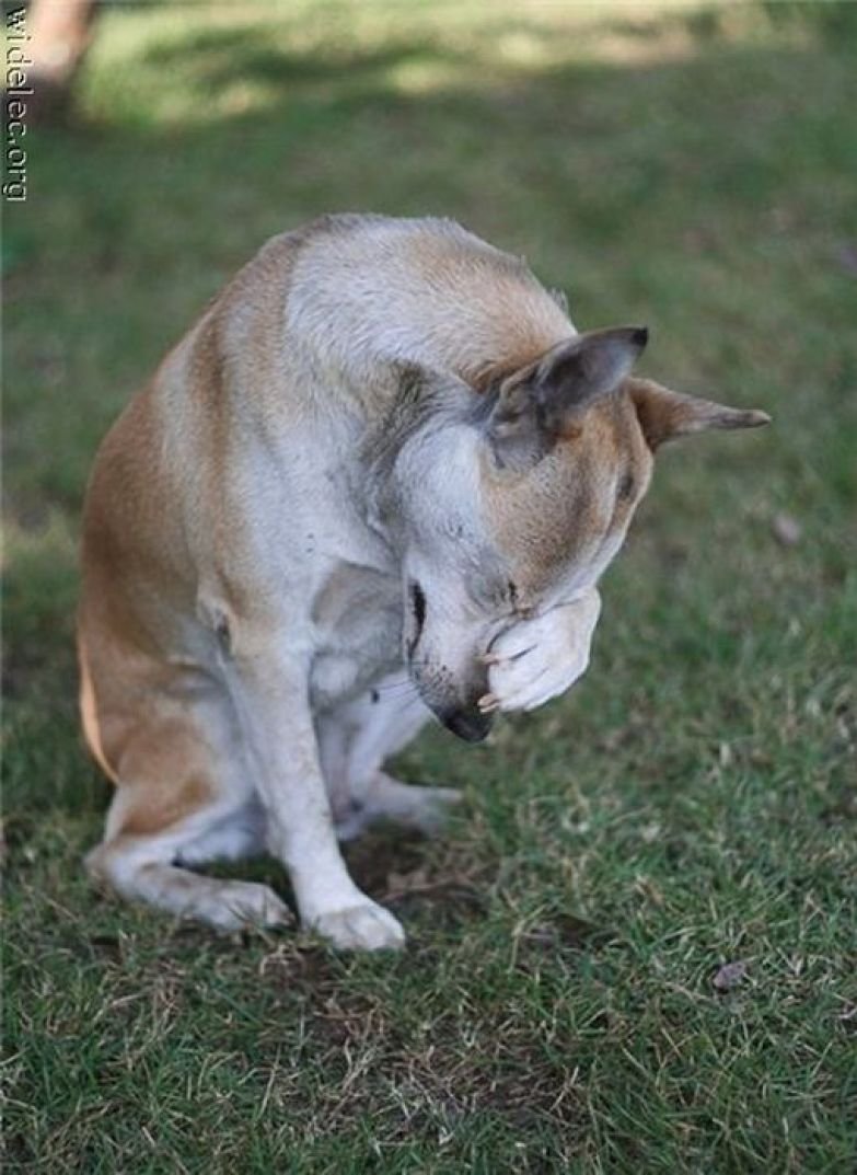 Стыд у животных