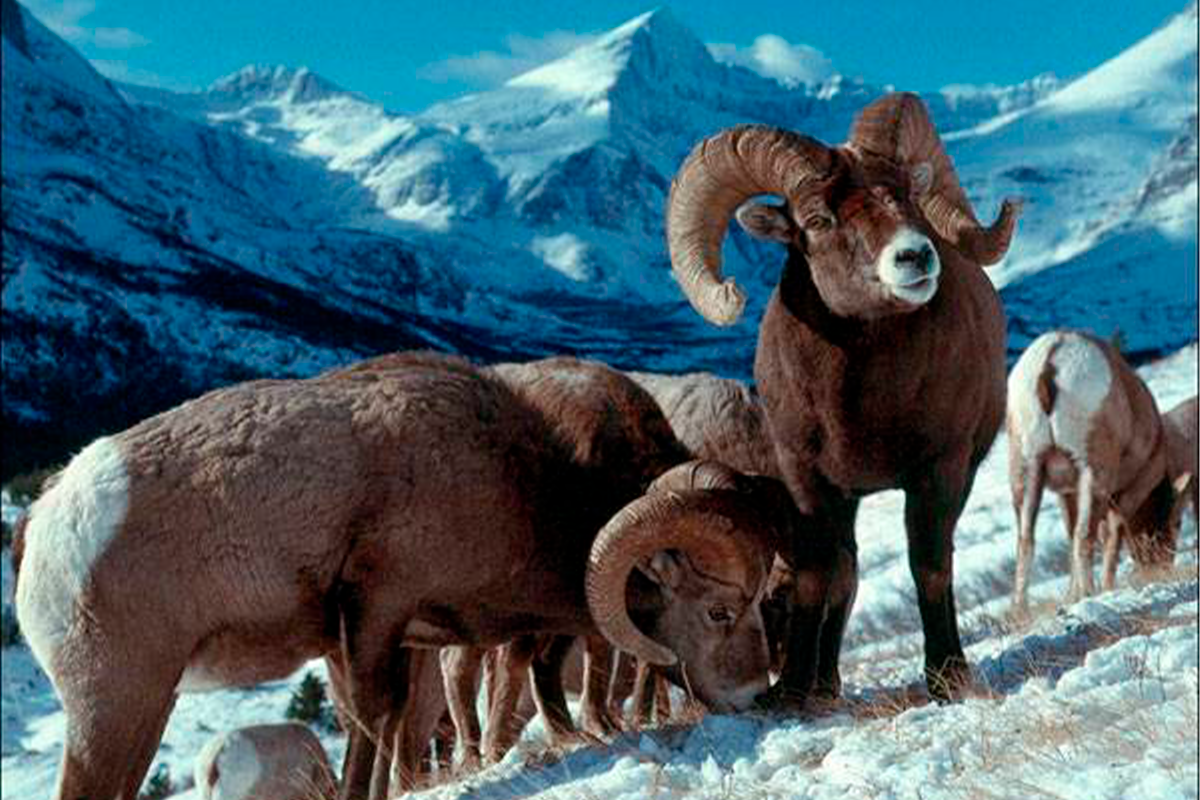 Горный баран Архар аргали