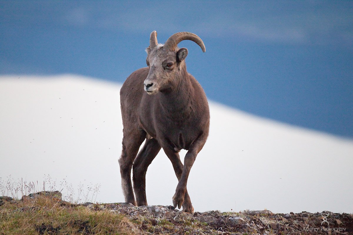 Плато Путорана фауна