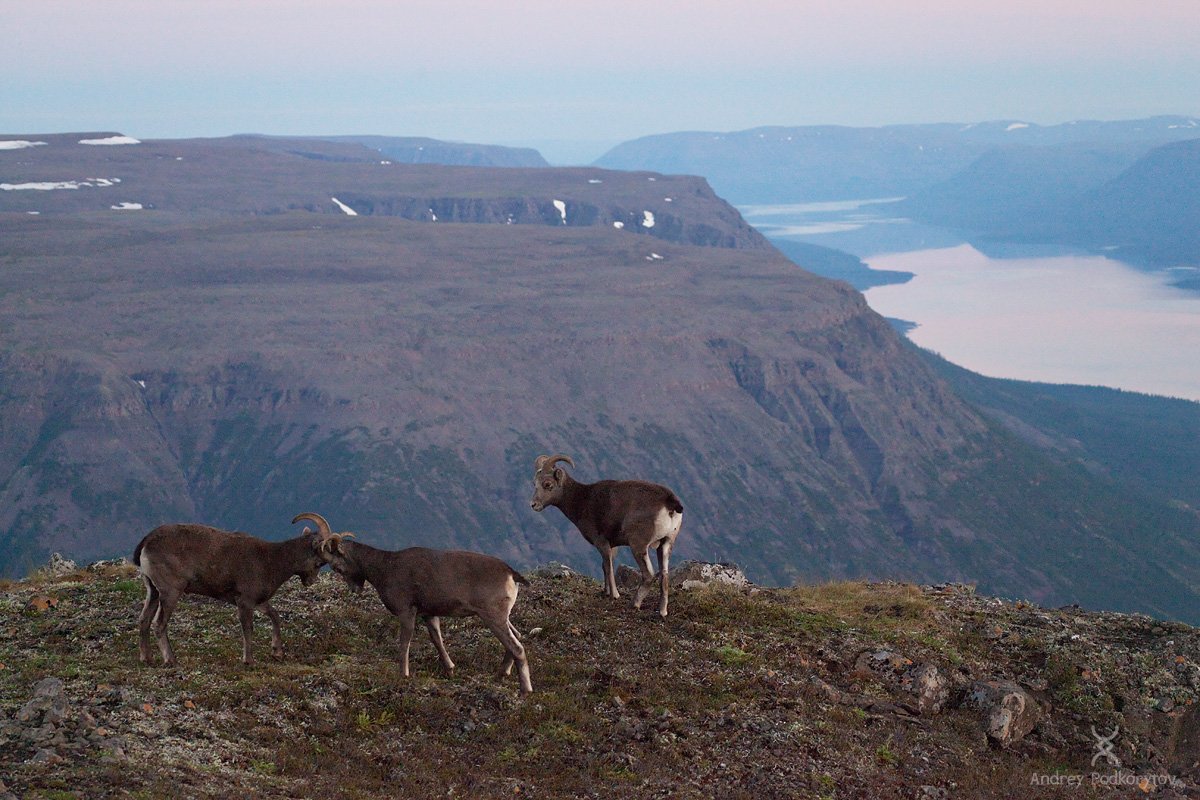 Снежный баран плато Путорана