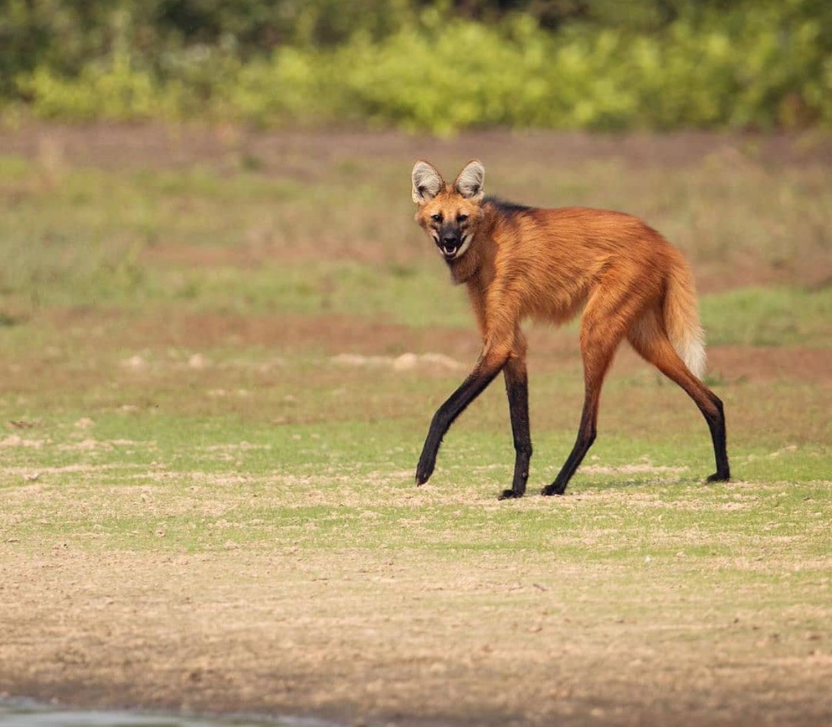 Животныеюжноц Америки